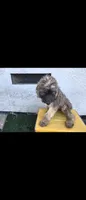Blk, a male Afghan Hound and Poodle - Standard  for sale in Hemet, CA – 1 of 9