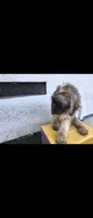 Blk, a male Afghan Hound and Poodle - Standard  for sale in Hemet, CA – 5 of 9