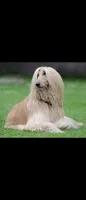 Cream 2, a male Afghan Hound and Poodle - Standard  for sale in Hemet, CA – 2 of 8
