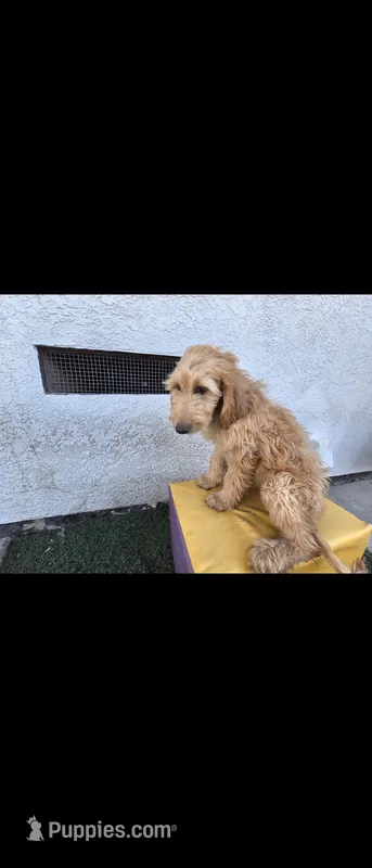 Cream  – Afghan Hound, Poodle - Standard  puppy for sale in Hemet, CA