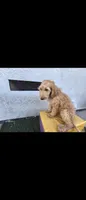 Cream , a female Afghan Hound and Poodle - Standard  for sale in Hemet, CA – 1 of 10