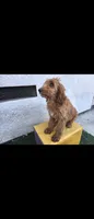 Light brwn, a female Afghan Hound and Poodle - Standard  for sale in Hemet, CA – 5 of 8