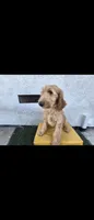 Cream , a female Afghan Hound and Poodle - Standard  for sale in Hemet, CA – 5 of 10