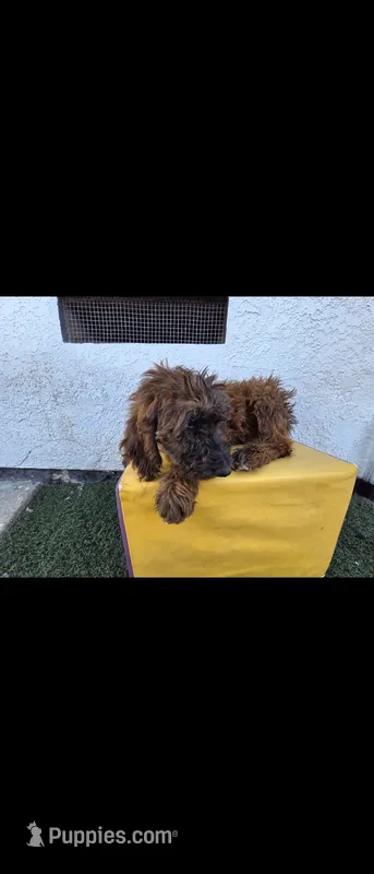Brwn – Afghan Hound, Poodle - Standard  puppy for sale in Hemet, CA