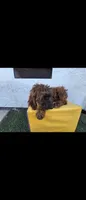Brwn, a female Afghan Hound and Poodle - Standard  for sale in Hemet, CA – 1 of 9
