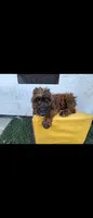 Brwn, a female Afghan Hound and Poodle - Standard  for sale in Hemet, CA – 2 of 9