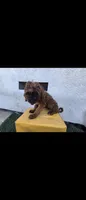 Brwn, a female Afghan Hound and Poodle - Standard  for sale in Hemet, CA – 5 of 9