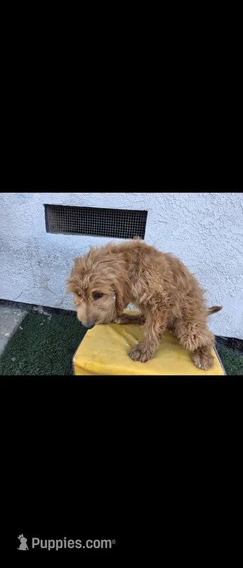 Light brwn 2 – Afghan Hound, Poodle - Standard  puppy for sale in Hemet, CA