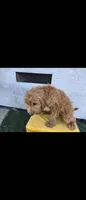 Light brwn 2, a female Afghan Hound and Poodle - Standard  for sale in Hemet, CA – 1 of 8