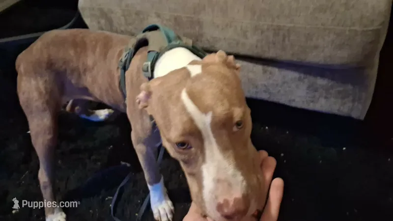 Ginger – American Pit Bull Terrier puppy for sale in Memphis, TN