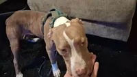 Ginger, a female American Pit Bull Terrier for sale in Memphis, TN – 1 of 2