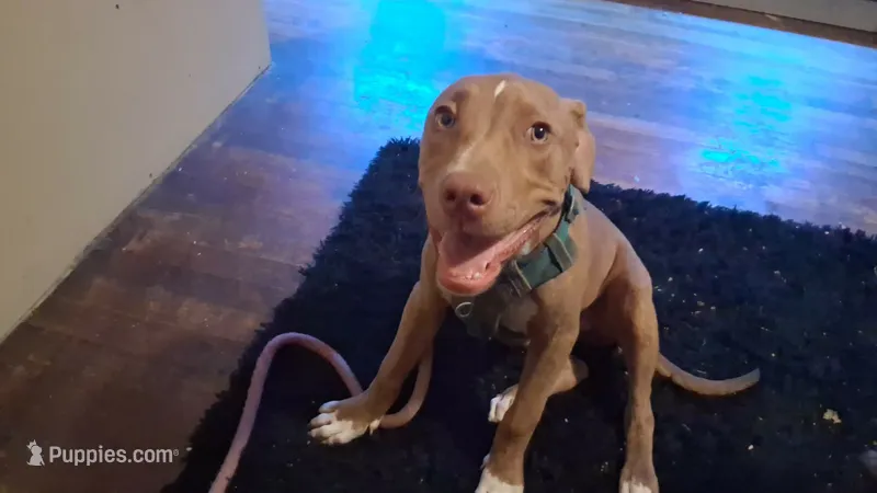Gracey – American Pit Bull Terrier puppy for sale in Memphis, TN