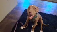 Gracey, a female American Pit Bull Terrier for sale in Memphis, TN – 1 of 2
