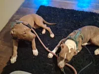 Gracey, a female American Pit Bull Terrier for sale in Memphis, TN – 2 of 2