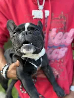 Rudy , a female French Bulldog for sale in Minneapolis, MN – 5 of 5