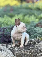 CoCo, a female French Bulldog for sale in Minneapolis, MN – 3 of 7