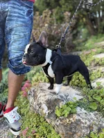 Dolph, a male French Bulldog for sale in Minneapolis, MN – 8 of 8