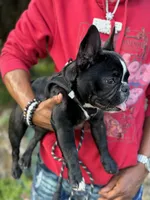 Dolph, a male French Bulldog for sale in Minneapolis, MN – 7 of 8