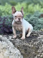 CoCo, a female French Bulldog for sale in Minneapolis, MN – 2 of 7