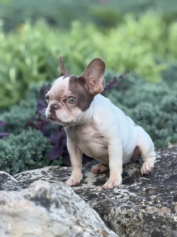 CoCo – French Bulldog puppy for sale in Minneapolis, MN