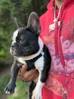 Dolph, a male French Bulldog for sale in Minneapolis, MN – 3 of 8