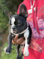 Dolph, a male French Bulldog for sale in Minneapolis, MN – 2 of 8