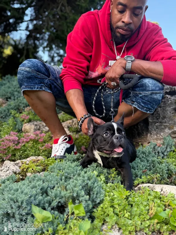 Rudy (AKC) – French Bulldog puppy for sale in Minneapolis, MN
