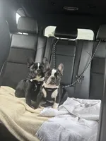 Rudy (AKC), a female French Bulldog for sale in Minneapolis, MN – 1 of 5