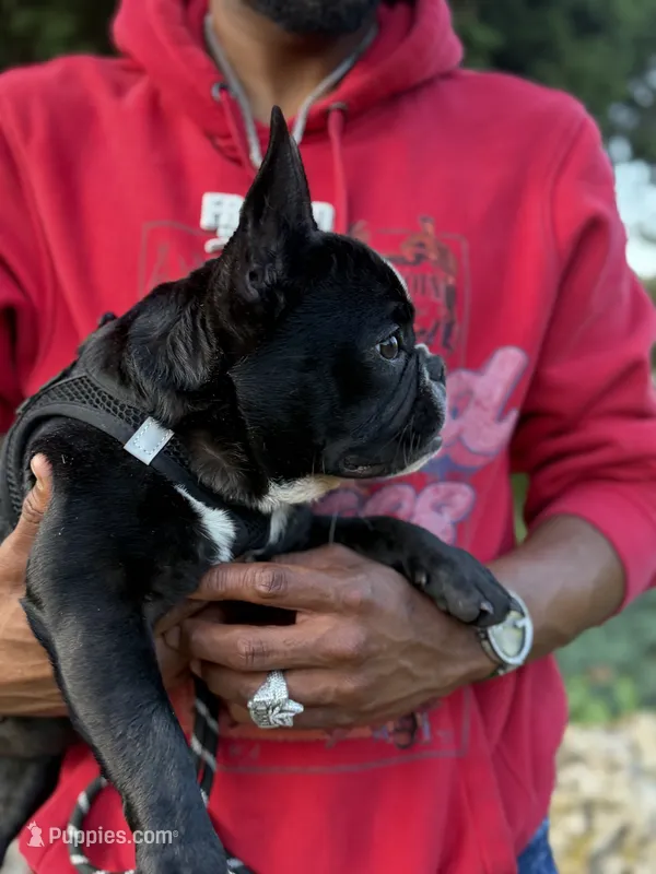 Rudy  – French Bulldog puppy for sale in Minneapolis, MN