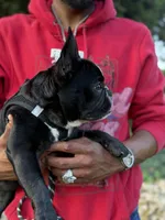 Rudy , a female French Bulldog for sale in Minneapolis, MN – 1 of 5