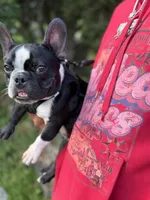 Dolph, a male French Bulldog for sale in Minneapolis, MN – 6 of 8