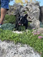 Rudy , a female French Bulldog for sale in Minneapolis, MN – 4 of 5