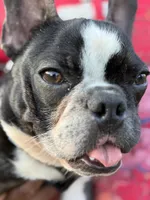 Dolph, a male French Bulldog for sale in Minneapolis, MN – 5 of 8