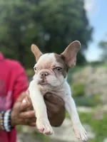 CoCo, a female French Bulldog for sale in Minneapolis, MN – 4 of 7