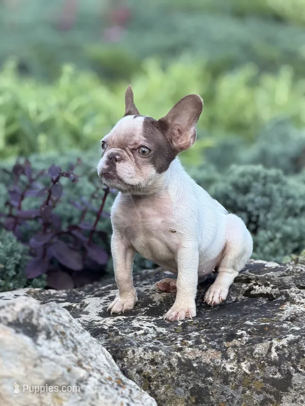 CoCo (AKC) – French Bulldog puppy for sale in Minneapolis, MN