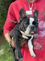 Dolph, a male French Bulldog for sale in Minneapolis, MN – 1 of 8