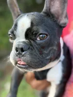 Dolph, a male French Bulldog for sale in Minneapolis, MN – 4 of 8