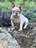 CoCo, a female French Bulldog for sale in Minneapolis, MN – 6 of 7
