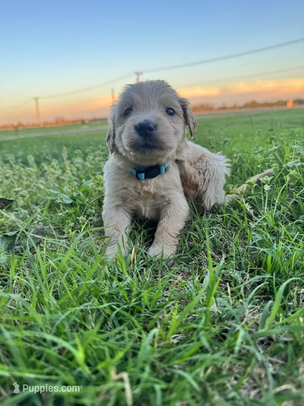 Blue collar – Golden Retriever puppy for sale in Waco, TX