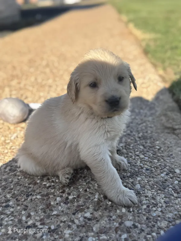 Blue collar – Golden Retriever puppy for sale in Waco, TX