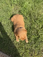 Purple collar girl, a female Golden Retriever for sale in Waco, TX – 3 of 3