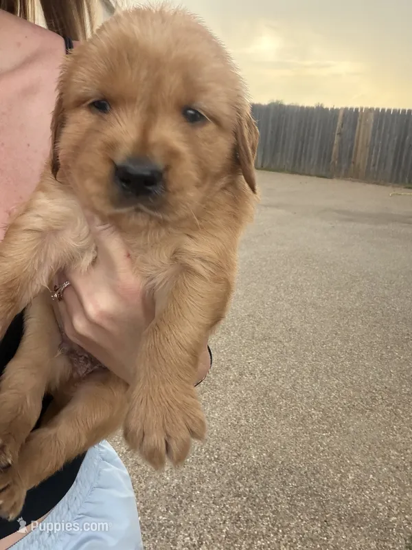 Brown collar – Golden Retriever puppy for sale in Waco, TX