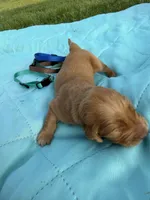 Boy #3, a male Golden Retriever for sale in Waco, TX – Photo 3 of 3