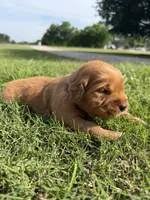 Purple collar girl, a female Golden Retriever for sale in Waco, TX – 2 of 3