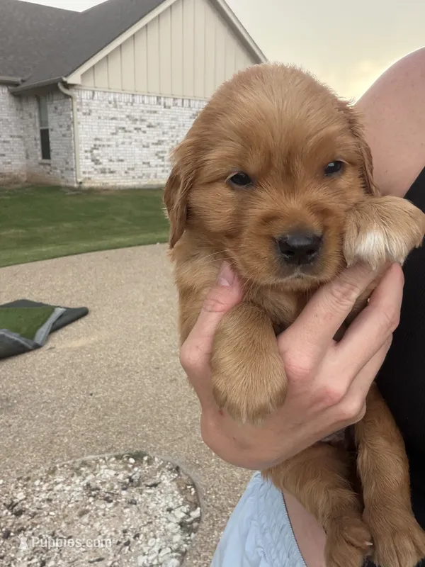 Purple collar girl – Golden Retriever puppy for sale in Waco, TX