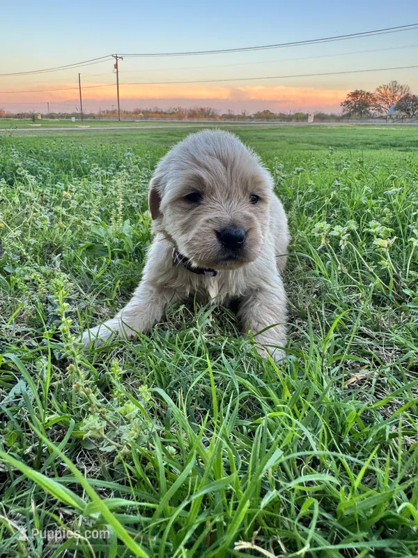 Purple collar – Golden Retriever puppy for sale in Waco, TX