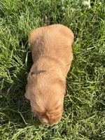 Brown collar, a male Golden Retriever for sale in Waco, TX – 3 of 3
