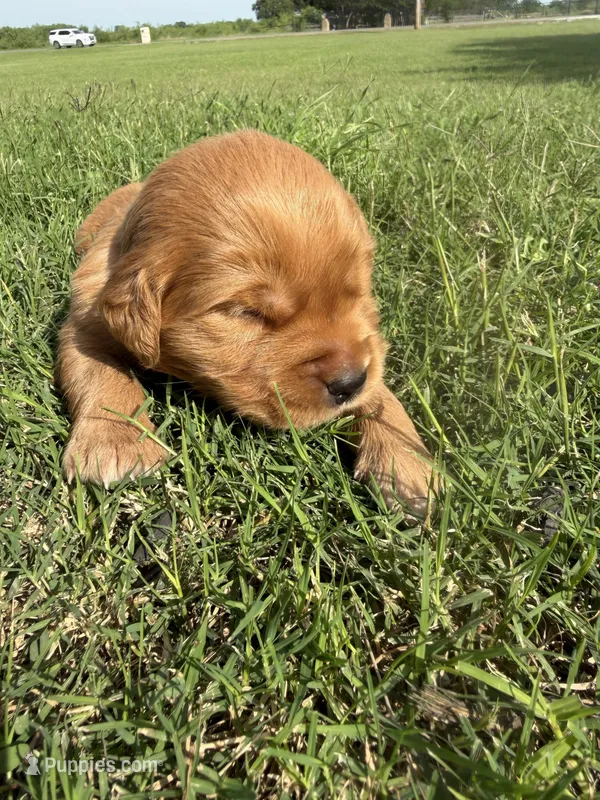 Purple collar girl – Golden Retriever puppy for sale in Waco, TX