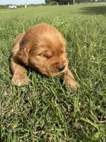 Purple collar girl, a female Golden Retriever for sale in Waco, TX – 1 of 3