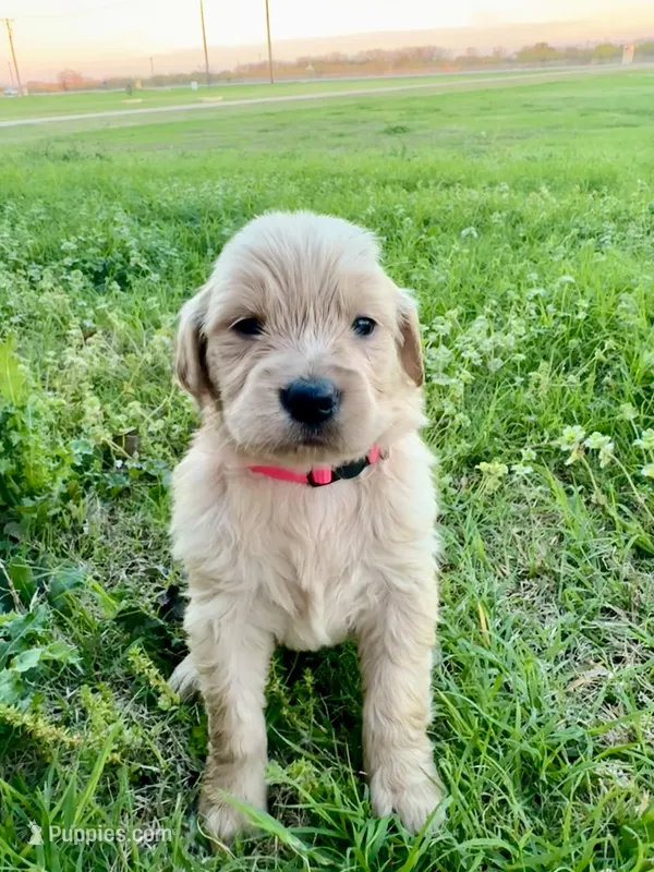 Pink collar – Golden Retriever puppy for sale in Waco, TX